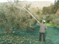 Olivenernte auf Kreta